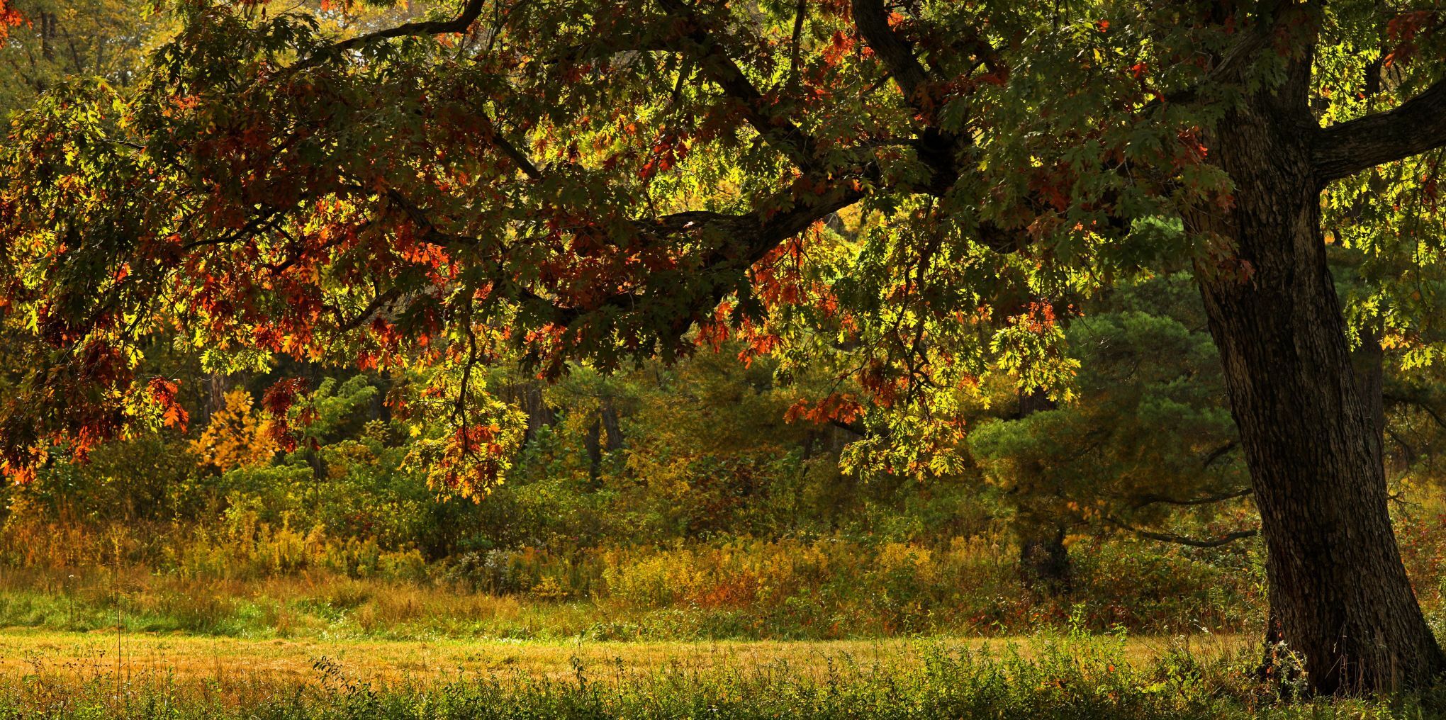 Fall colors make an appearance at Shaw Nature Reserve